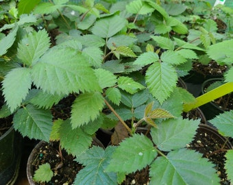 Prime-Ark ‘Freedom’ Thornless Blackberry Plants