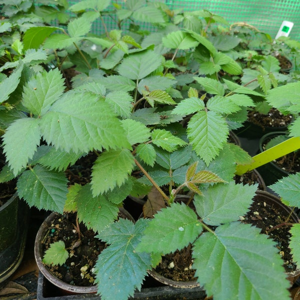 Prime-Ark ‘Freedom’ Thornless Blackberry Plants