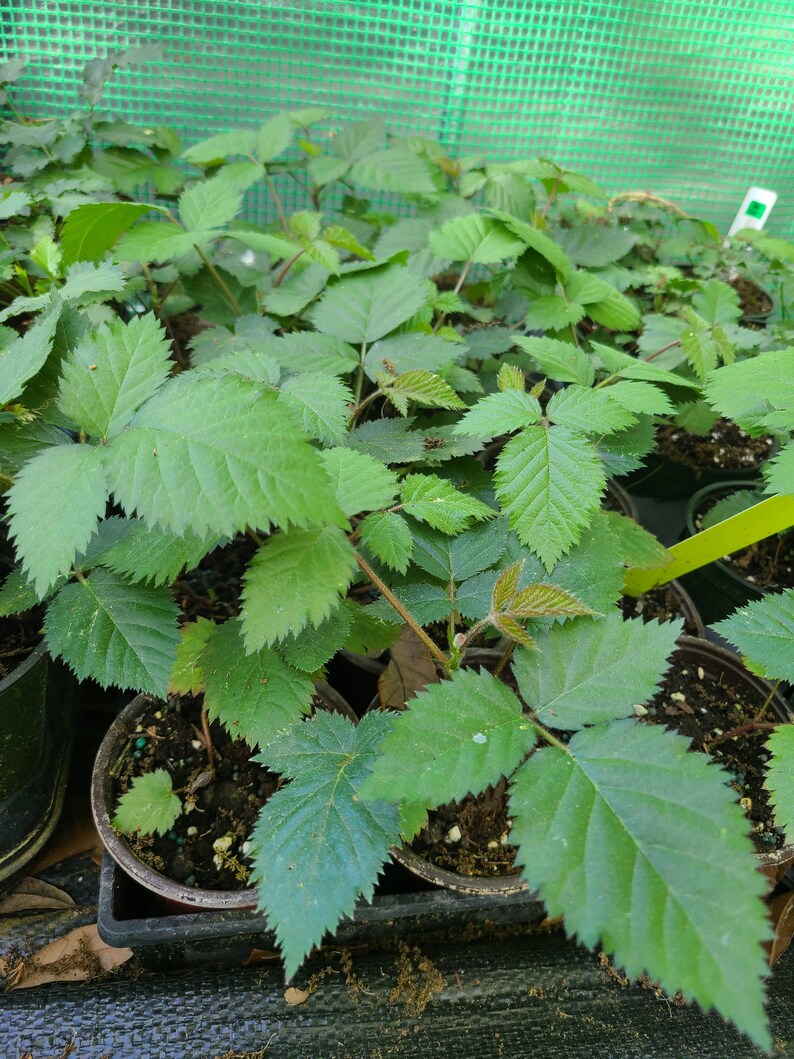 May include: A collection of young blackberry plants growing in small, dark plastic pots. Each plant features vibrant green, serrated leaves with distinct veining. The stems are thin and reddish-brown, with some new growth showing a lighter, bronze-tinted hue.