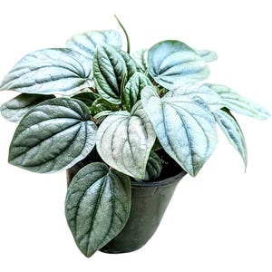 Peperomia Frost 4.5“ pot