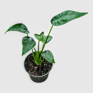 May include: A potted plant with dark green, heart-shaped leaves and long stems. The plant is in a black plastic pot filled with soil. The leaves have a textured appearance and are arranged around the central stem.