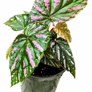 Begonia Exotica Plant in 4.5&quot; pot