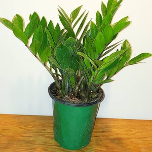 ZZ Plant Zamioculcas zamiifolia Tropical House Plant image 2