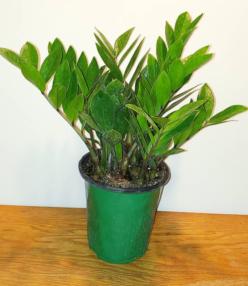 ZZ Plant Zamioculcas zamiifolia Tropical House Plant image 2