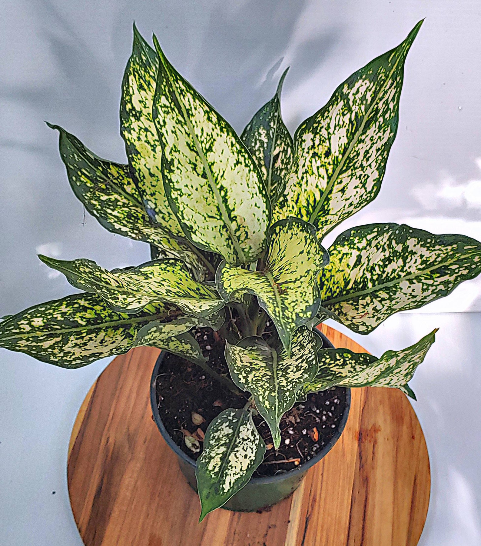 Aglaonema Osaka White Chinese Evergreen Live House Plant Etsy