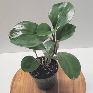 Peperomia Obtusifolia Baby Rubber Tree Plant
