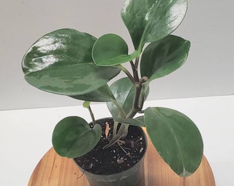 Peperomia Obtusifolia Baby Rubber Tree Plant