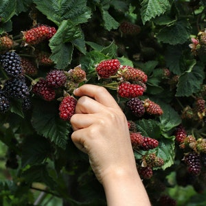 May include: A cluster of blackberries on a green leafy bush, featuring a mix of deep black ripe berries and bright red unripe berries, with a hand reaching out to touch one of the red berries among the dense foliage and thorny stems.