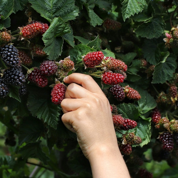 Ponca Thornless Blackberry Plant - Live Fruit Bush, High Yield Sweet Berries, Backyard Garden