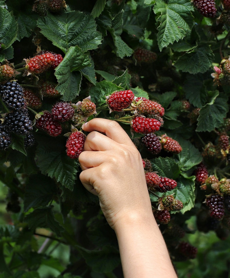 May include: A cluster of blackberries on a green leafy bush, featuring a mix of deep black ripe berries and bright red unripe berries, with a hand reaching out to touch one of the red berries among the dense foliage and thorny stems.