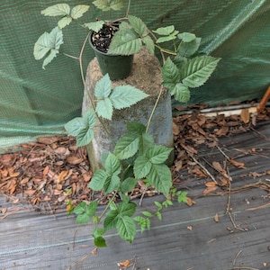 May include: A blackberry plant with green, serrated leaves growing from a small, dark plastic nursery pot. The plant features long, thin, trailing stems that extend downward and outward, showcasing multiple sets of compound leaves.