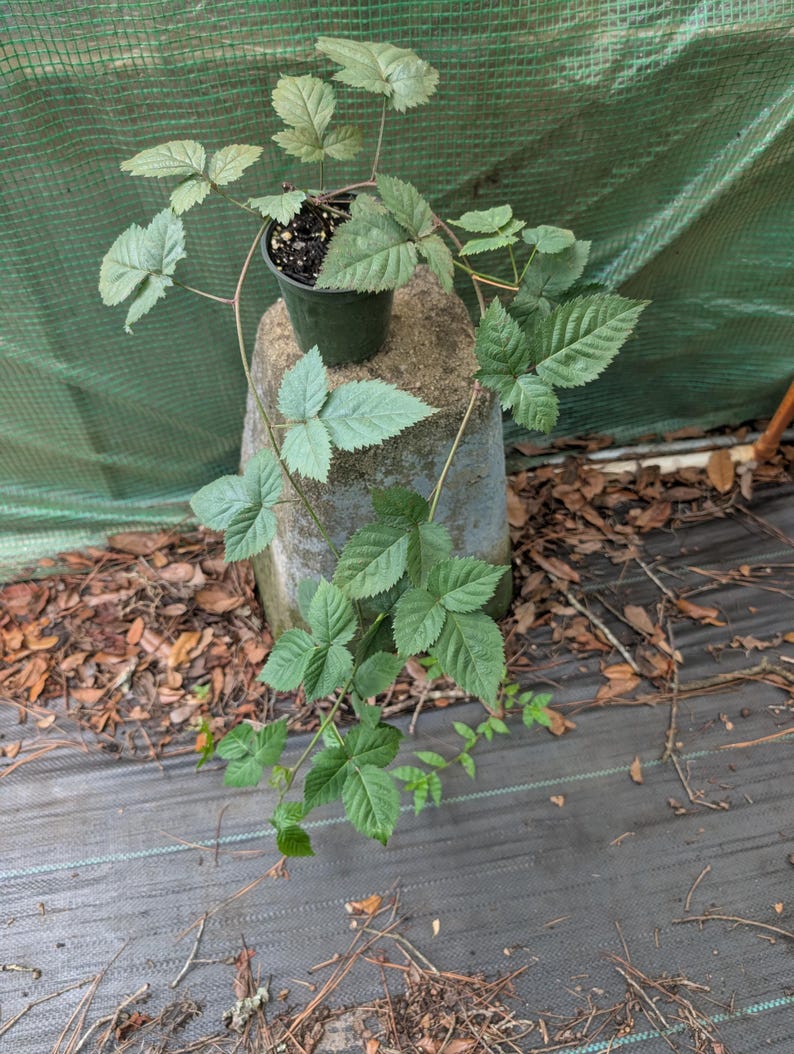 May include: A blackberry plant with green, serrated leaves growing from a small, dark plastic nursery pot. The plant features long, thin, trailing stems that extend downward and outward, showcasing multiple sets of compound leaves.