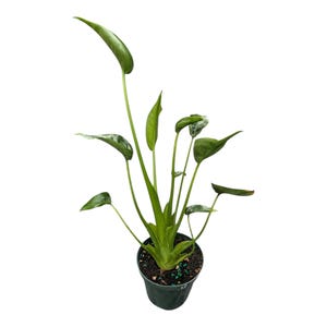 Tiny Dancer Alocasia 4” Pot – Live Tropical Houseplant, Compact Indoor Plant, Rare Aroid