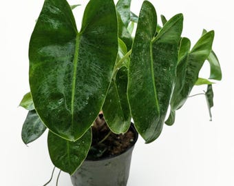 May include: A Philodendron plant with glossy, heart-shaped, dark green leaves featuring subtle light green variegation. The plant is potted in a dark green plastic container filled with soil, with thin roots extending from the base of the plant.