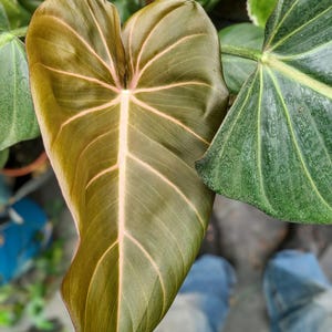 Summer Glory Philodendron  6&quot; pot