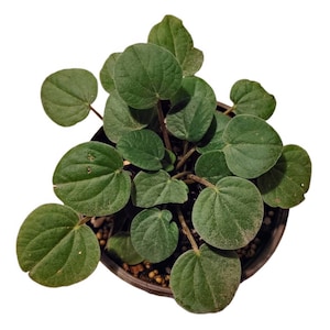 Peperomia Albovittata Rana Verde