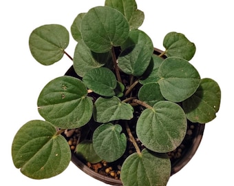 Peperomia Albovittata Rana Verde