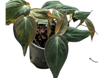 Philodendron Micans 4.5 Inch Pot | Velvet Leaf Philodendron | Trailing Indoor Plant | Easy Care Houseplant | Aesthetic Home Decor