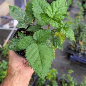 Triple Crown Thornless Blackberry Plant, Established 4.5" Pot, Live Fruit Plant, Sweet Thornless Blackberry Bush, Garden Ready image 3