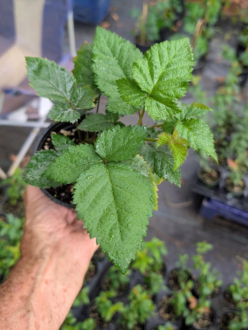 Triple Crown Thornless Blackberry Plant, Established 4.5" Pot, Live Fruit Plant, Sweet Thornless Blackberry Bush, Garden Ready image 3