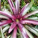 see more listings in the Bromeliads section