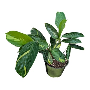 Ctenanthe lubbersiana 6 Inch Pot | Never–Never Plant | Variegated Prayer Plant | Tropical Houseplant | Pet‑Friendly Indoor Plant