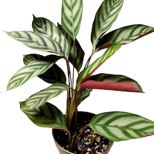 planta calathea Calathea Medallion | Prayer Plants