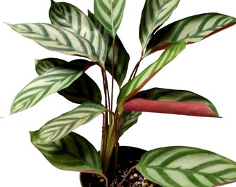 Calathea Exotica Plant 4.5 inch pot