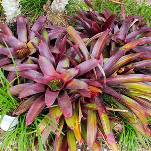 Neoregelia Royal Burgandy Bromeliad live plant image 4