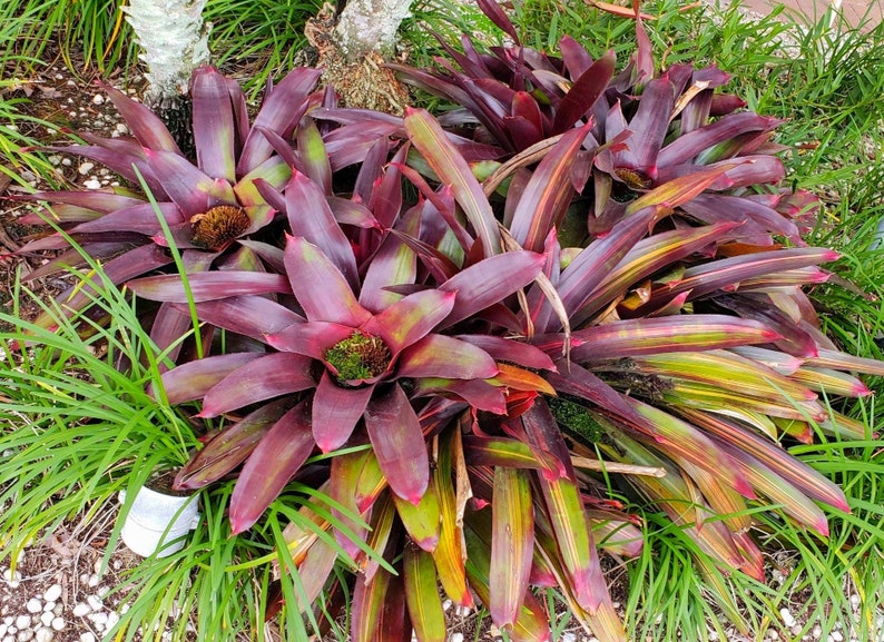 Neoregelia Royal Burgandy Bromeliad live plant image 4