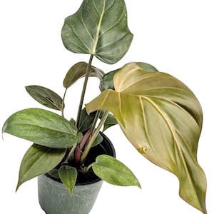 Summer Glory Philodendron  4.5&quot; pot