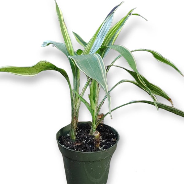 Variegated Dracaena Sanderiana a/k/a Lucky Bamboo Plant