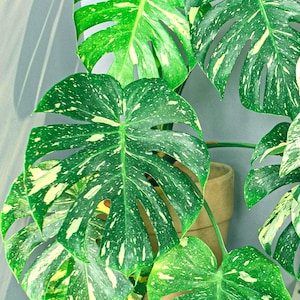 May include: Close-up of a Monstera plant with large, vibrant green leaves speckled with creamy yellow variegation. The leaves have a unique split-leaf pattern, and the plant is potted in a brown pot. The plant is a popular houseplant.