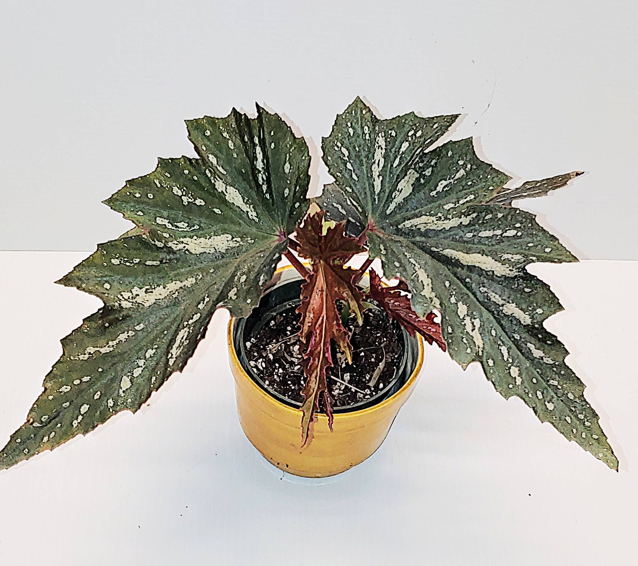 Holly Leaf Angel Wing Cane Begonia Aconitifolia Plant