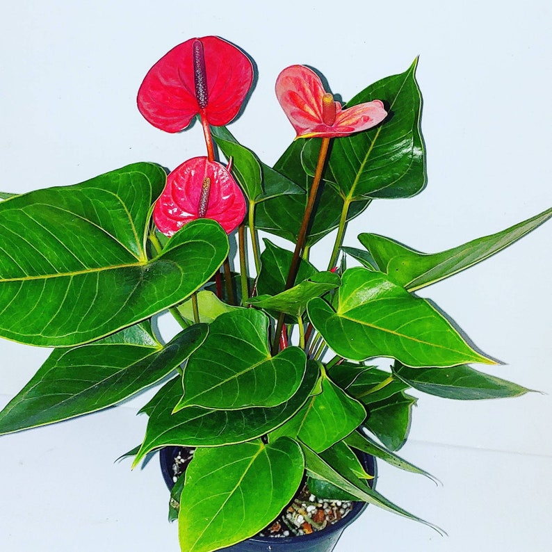 Anthurium Plant 6 inch pot Flamingo Flower 3 colors