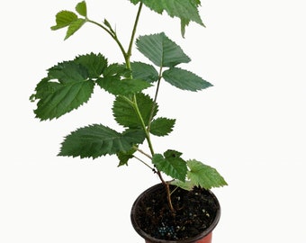 Prime-Ark ‘Ponca’ Thornless Blackberry Plants