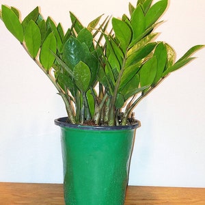 ZZ Plant Zamioculcas zamiifolia Tropical House Plant 1 gal. Pot