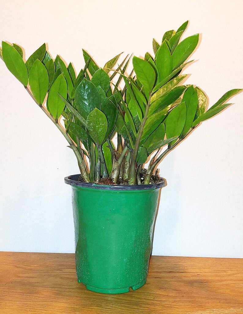 ZZ Plant Zamioculcas zamiifolia Tropical House Plant 1 gal. Pot