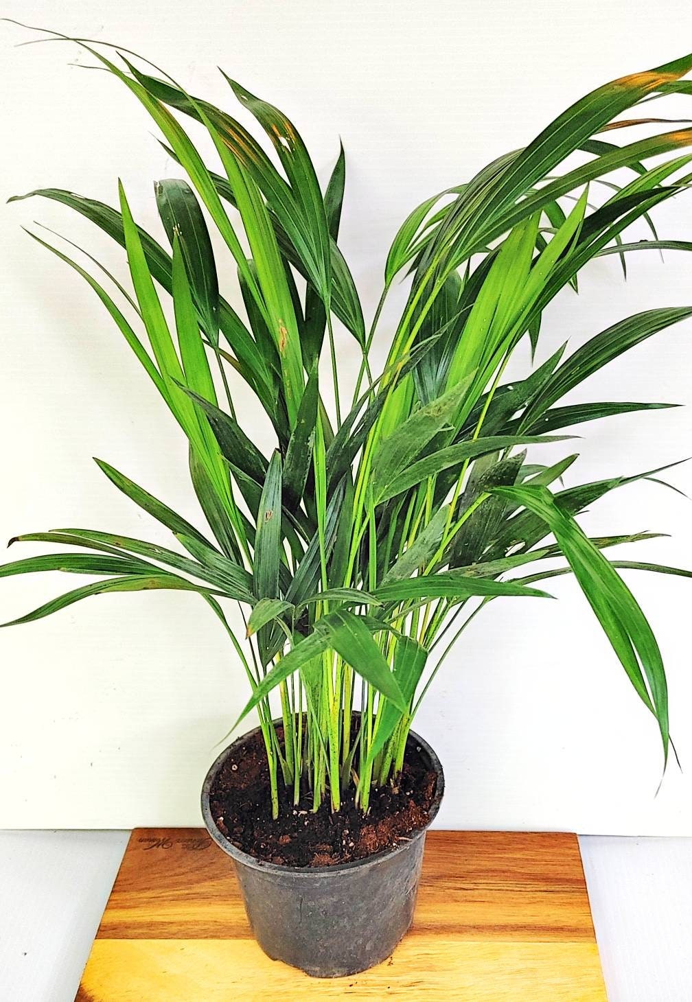 Chrysalidocarpus To Buy | sunscompany.com