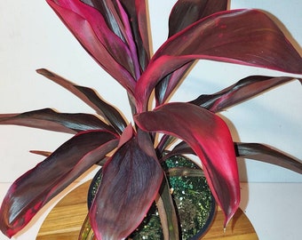 Cordyline 'Ruby' Hawaiian Ti Plant