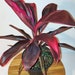 see more listings in the  Foliage Plants section