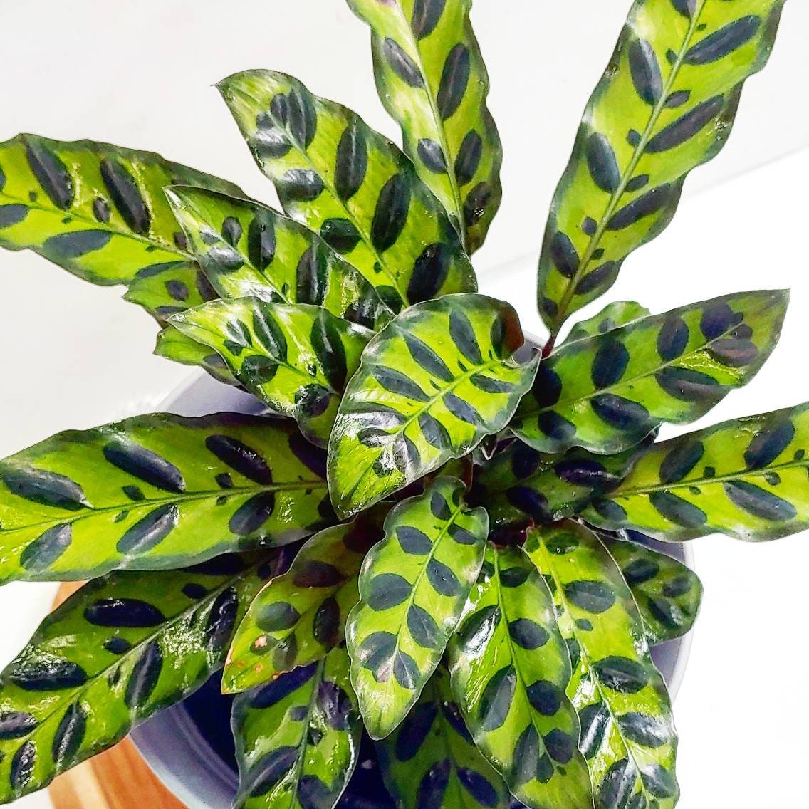guzmania bromelie Guzmania Bromeliad | Orange-Red main image 0