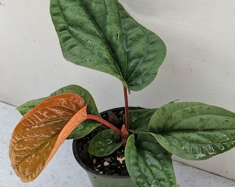 Anthurium Radicans x Luxurians Live Plant | 4.5” Pot | Rare Aroid | Collector Anthurium