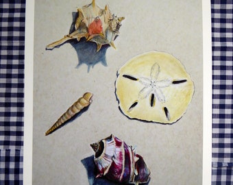 Seashell Assortiment Fine Art Print, Wall Decor, Beach Shell Decor, Realistisch Gekleurd Potlood