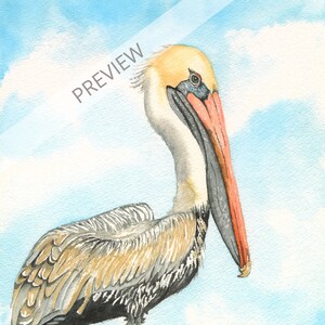 8 x 10 Eastern Brown Pelican Watercolor Print