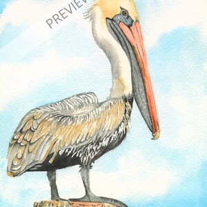 11 x 14 Eastern Brown Pelican Watercolor Print