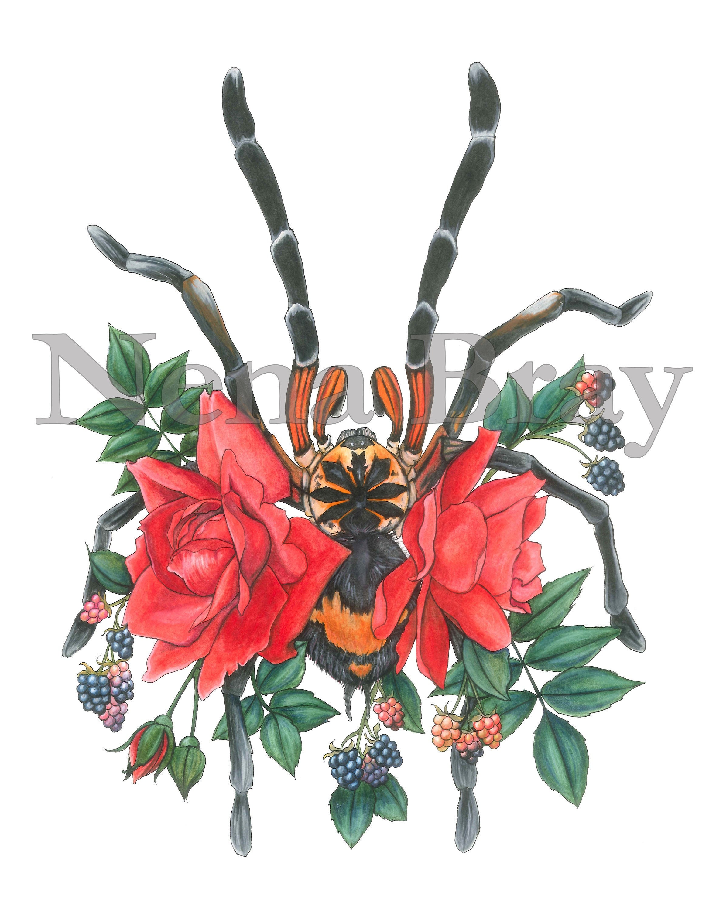 11x14 Art Print Tarantula & Roses Xenesthis Etsy