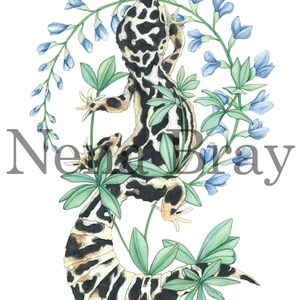 Peut inclure: Un gecko léopard noir et blanc avec une longue queue est perché sur des feuilles vertes et entouré de fleurs bleues. Le gecko est tourné vers la droite et sa queue est enroulée autour des feuilles. Les fleurs sont en fleurs et ont un aspect délicat et vaporeux.
