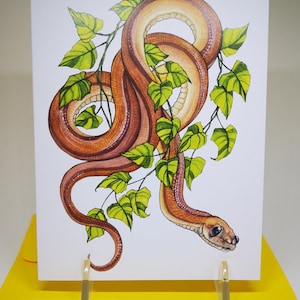 Carte de vœux, Doug la couleuvre des genêts, Cadeau