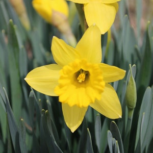 Flowers in Springtime 2